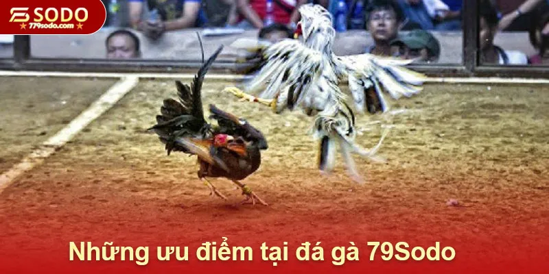 Những ưu điểm vượt trội của đá gà 79Sodo